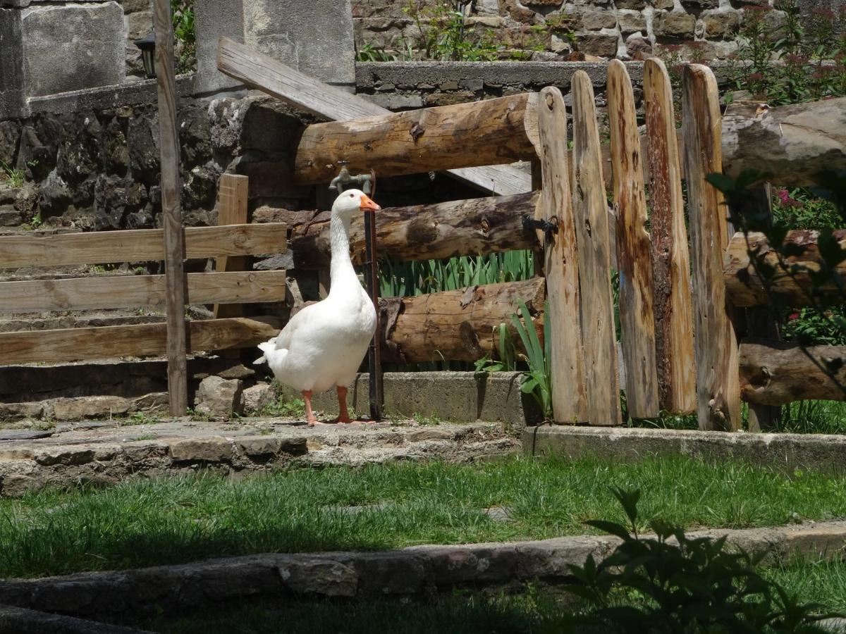 Le Mas Du Galibot Chambre Cambalotte Saint-Florent-sur-Auzonnet Zewnętrze zdjęcie